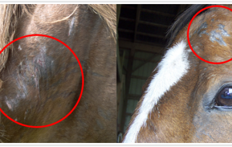 Horse Damage from scratching